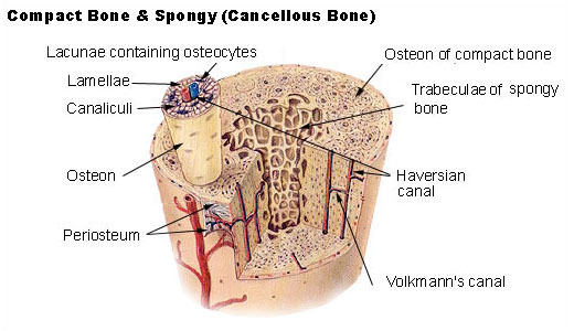 Structure of bone