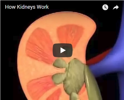 how kidneys work