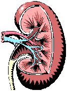 Kidney - click to enlarge